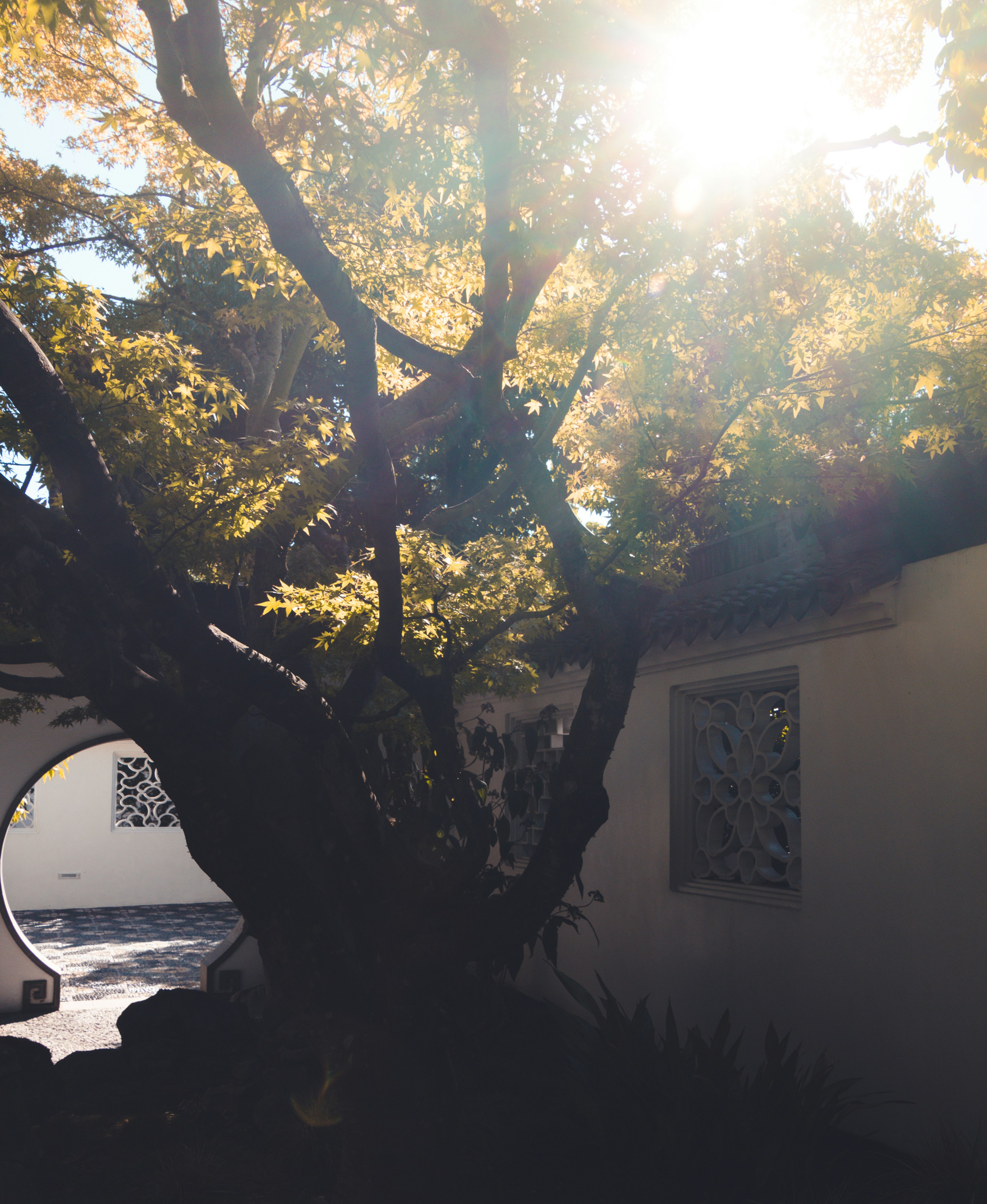 green tree beside white concrete house during daytime