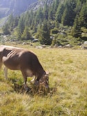 A cow grazes peacefully in a lush green meadow, surrounded by tall evergreen trees and rocky hillsides under a clear blue sky.
