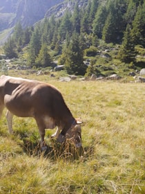 A dairy cow grazing peacefully in a lush green pasture under a clear blue sky.