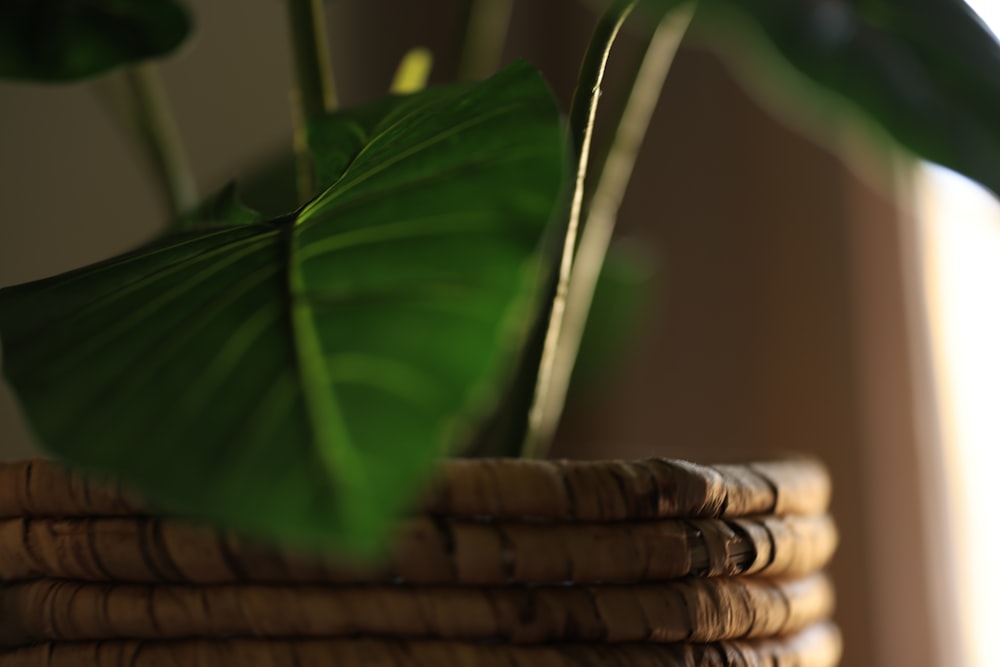 green leaf plant near brown woven basket