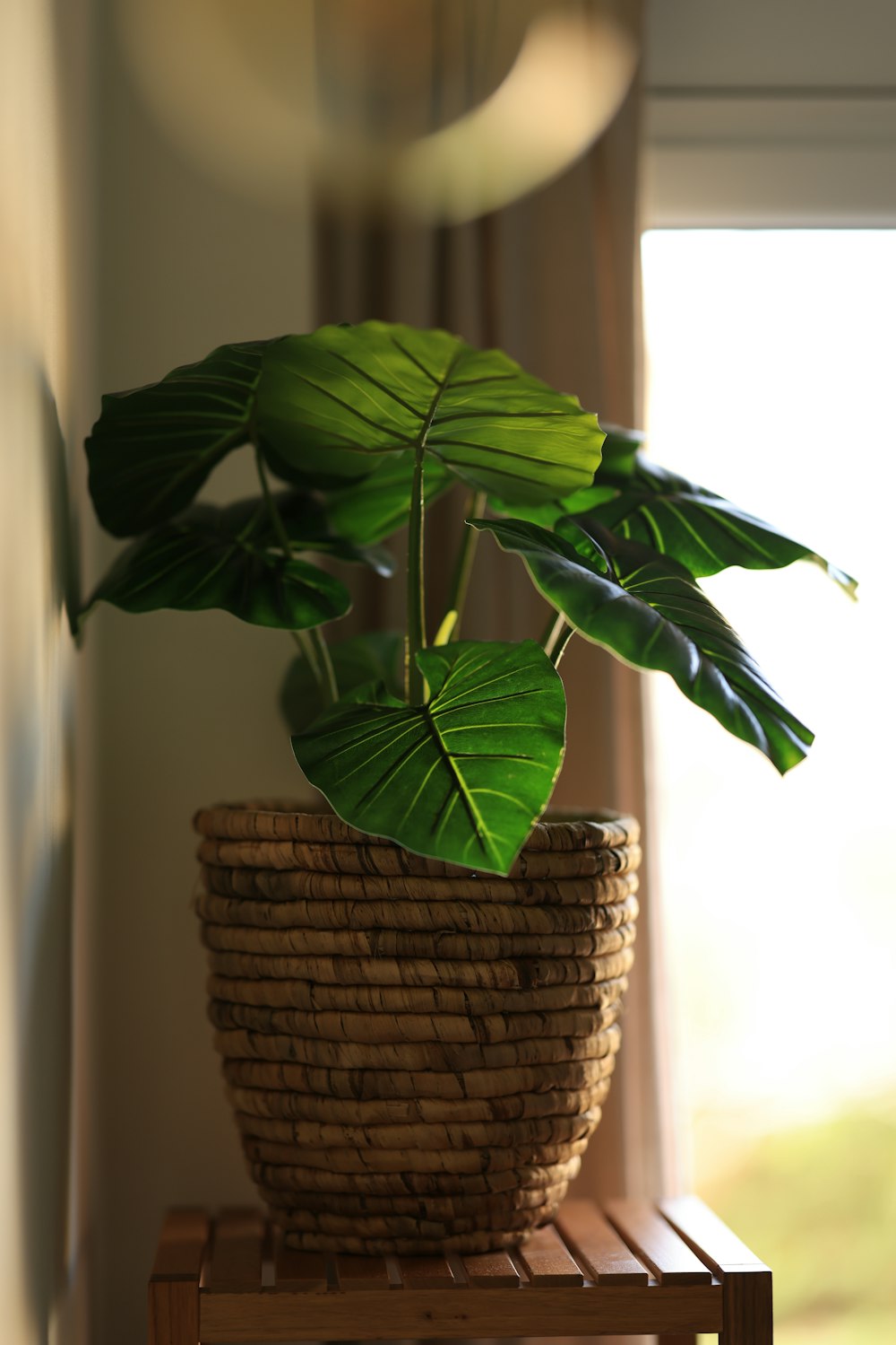 green plant on brown woven basket