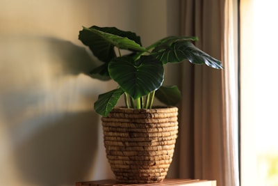 Close-up of a woven basket planter holding a blooming indoor plant by a sunlit window.