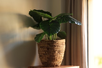 Close-up of a woven basket planter holding a blooming indoor plant by a sunlit window.