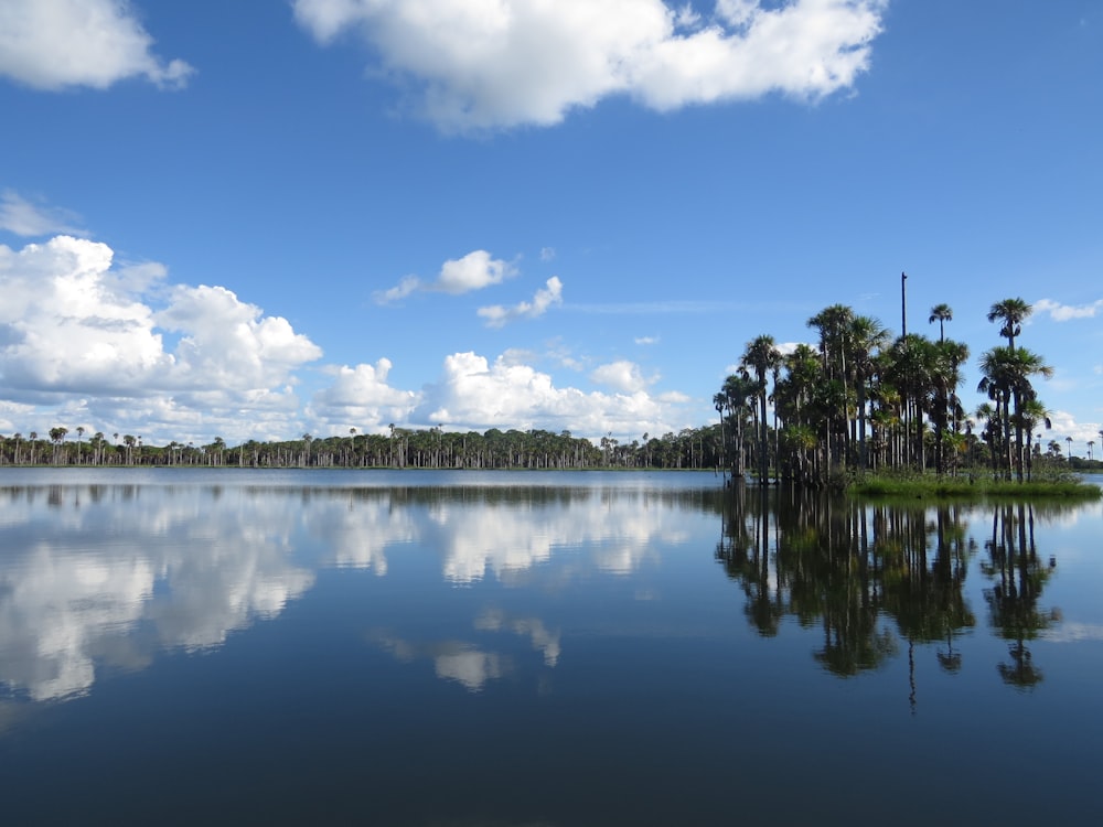 green trees beside body of water under blue sky during daytime