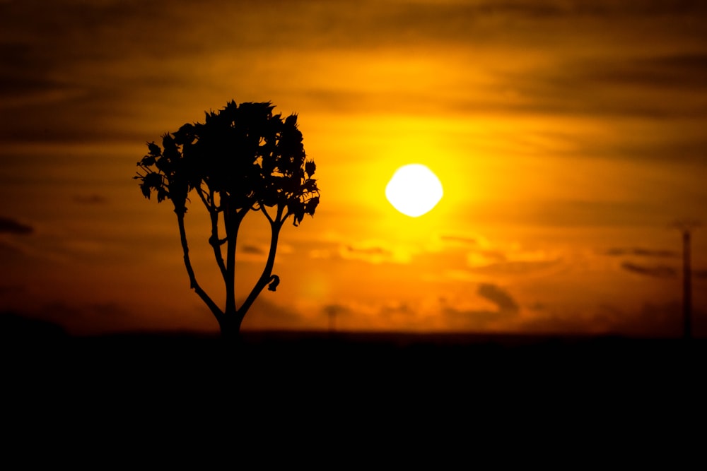 árvore verde durante o pôr do sol em um dia ensolarado