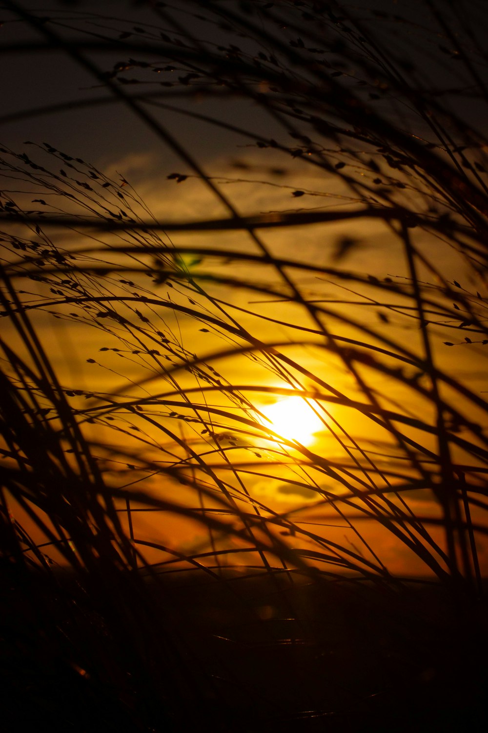 silhueta da grama durante o pôr do sol