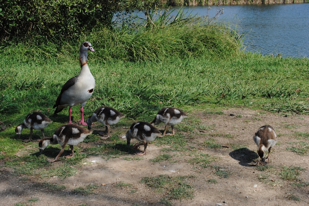 flock of geese on brown dirt near body of water during daytime