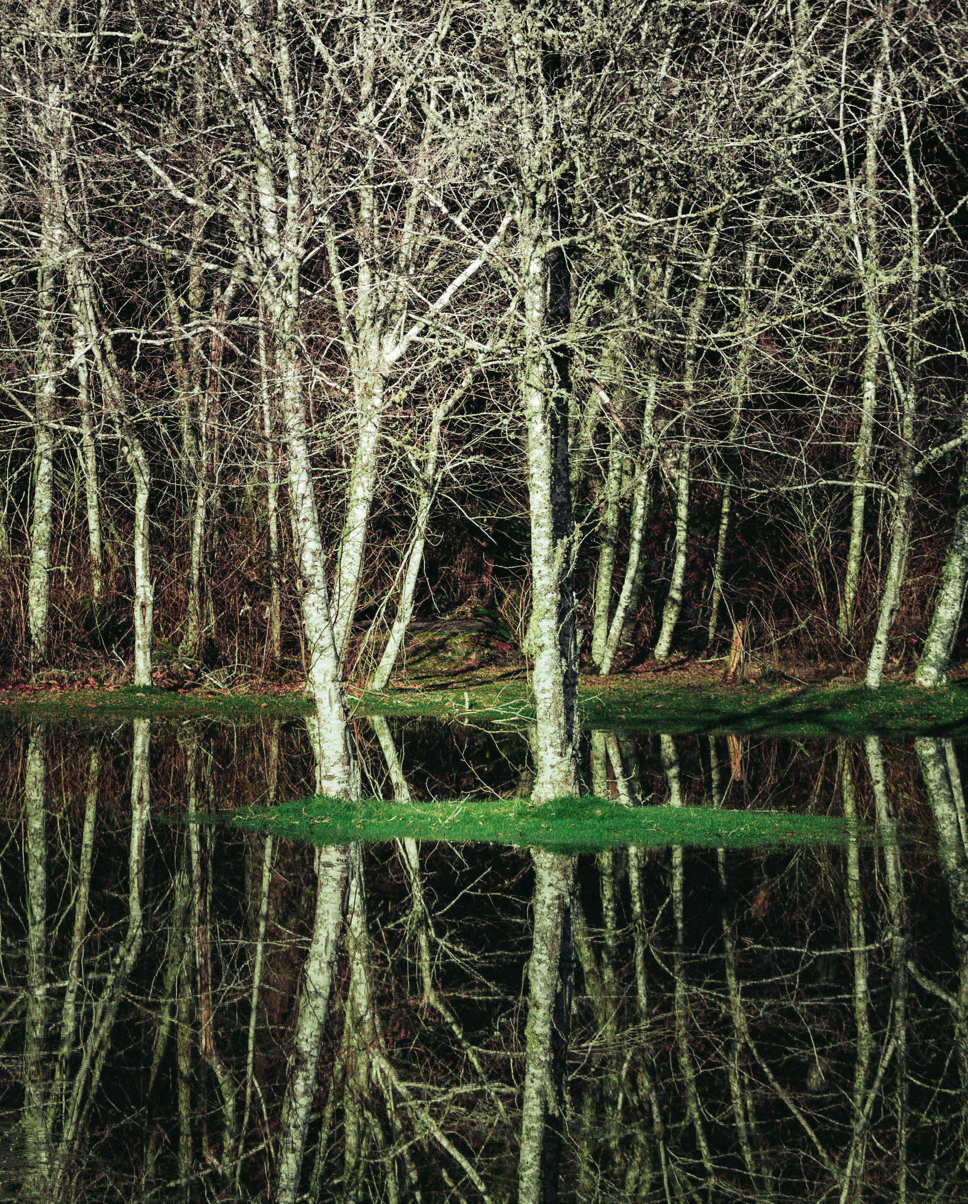 brown leafless trees on green grass field near body of water during daytime
