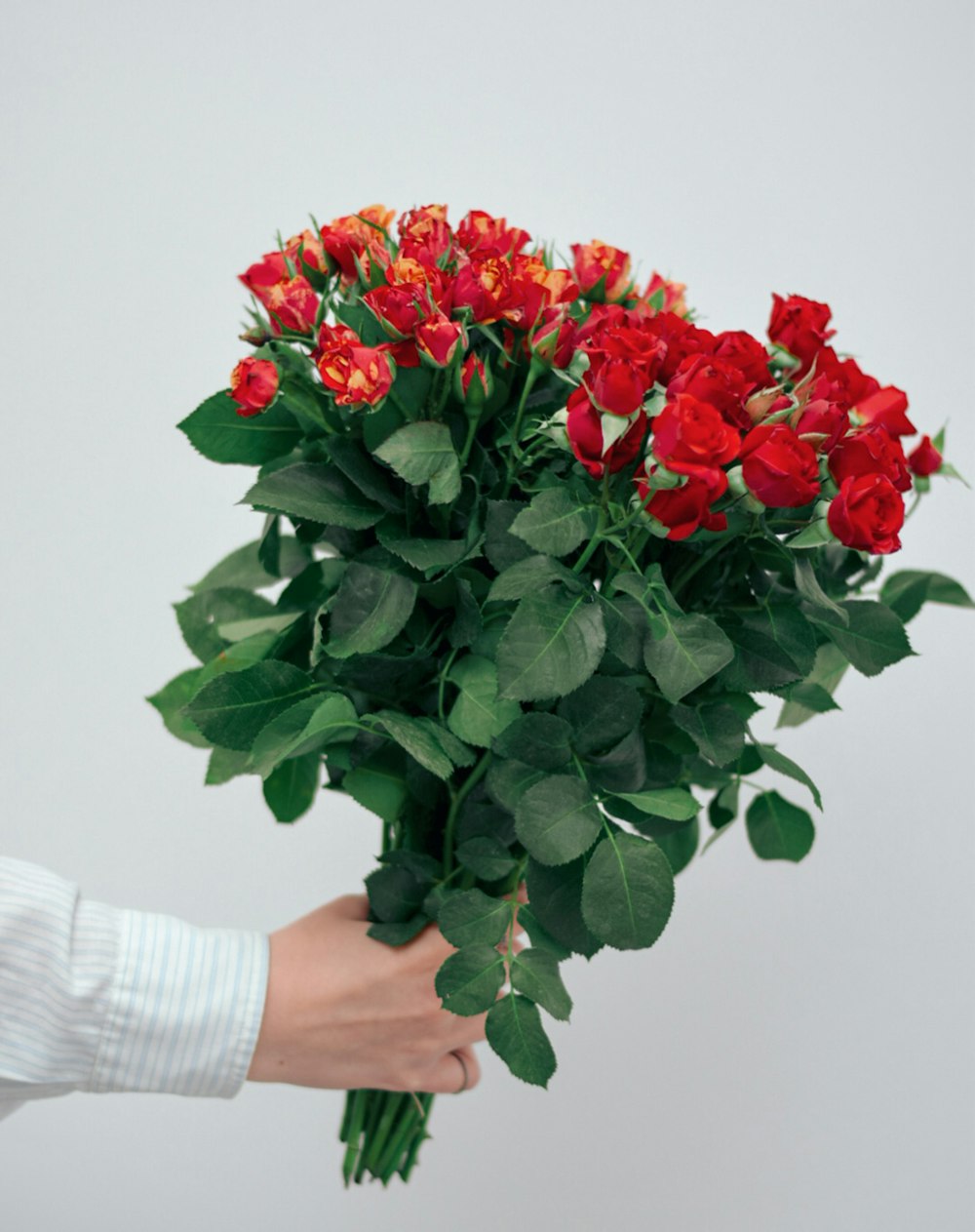 red roses bouquet on persons hand
