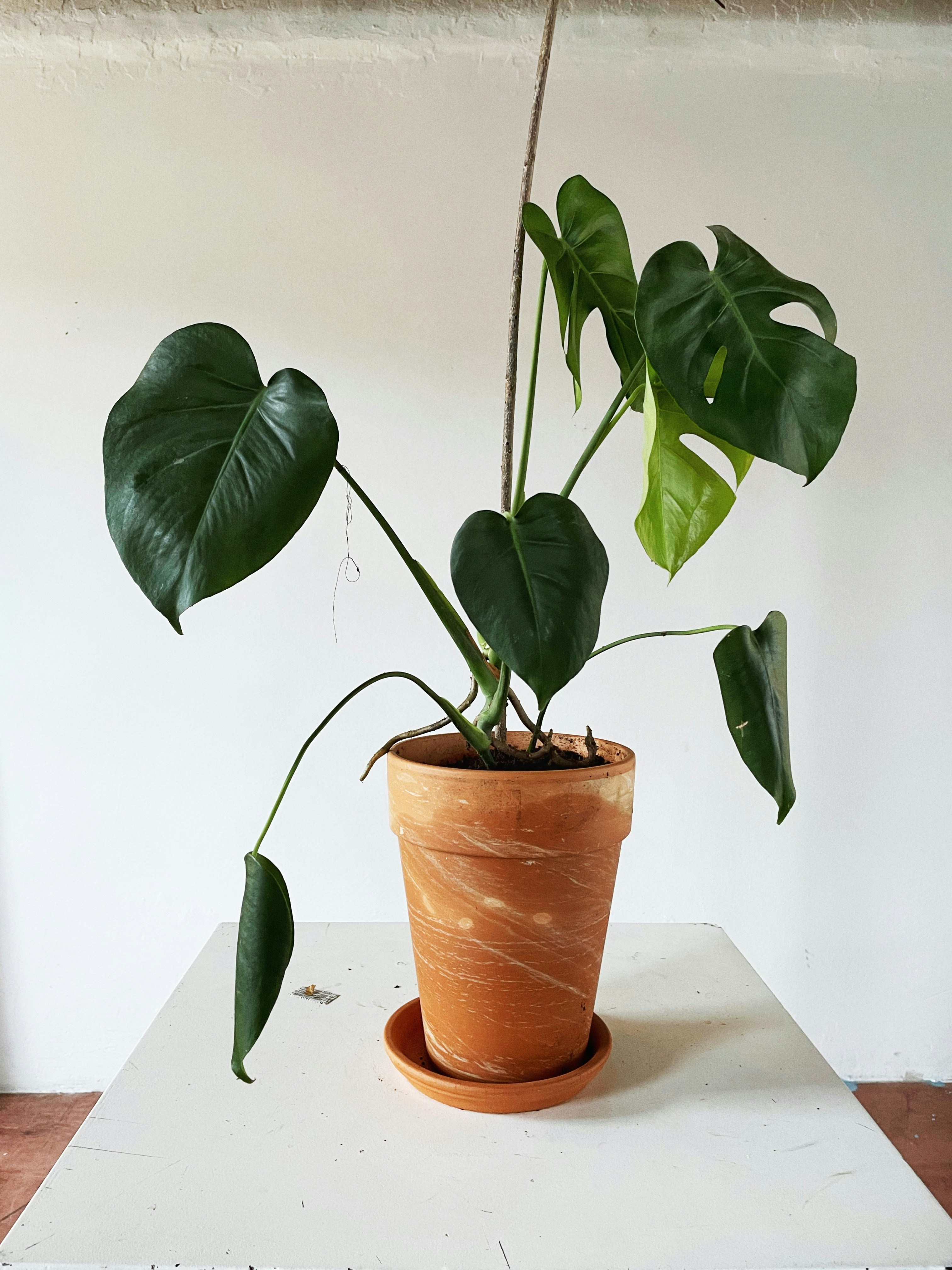 Monstera plant in white ceramic pot on minimalist side table