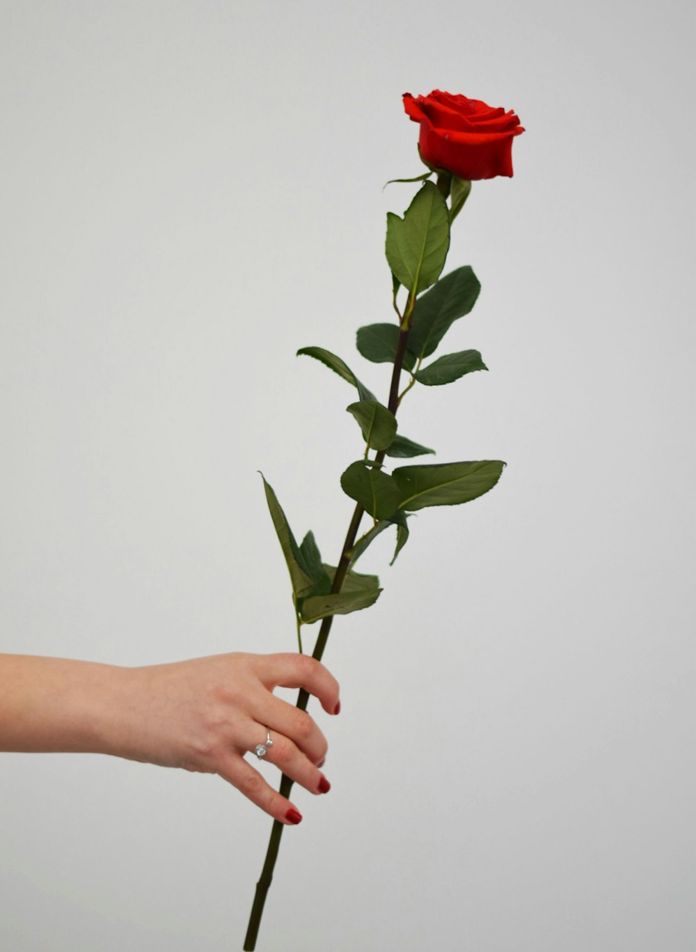 persona sosteniendo una rosa roja con hojas verdes