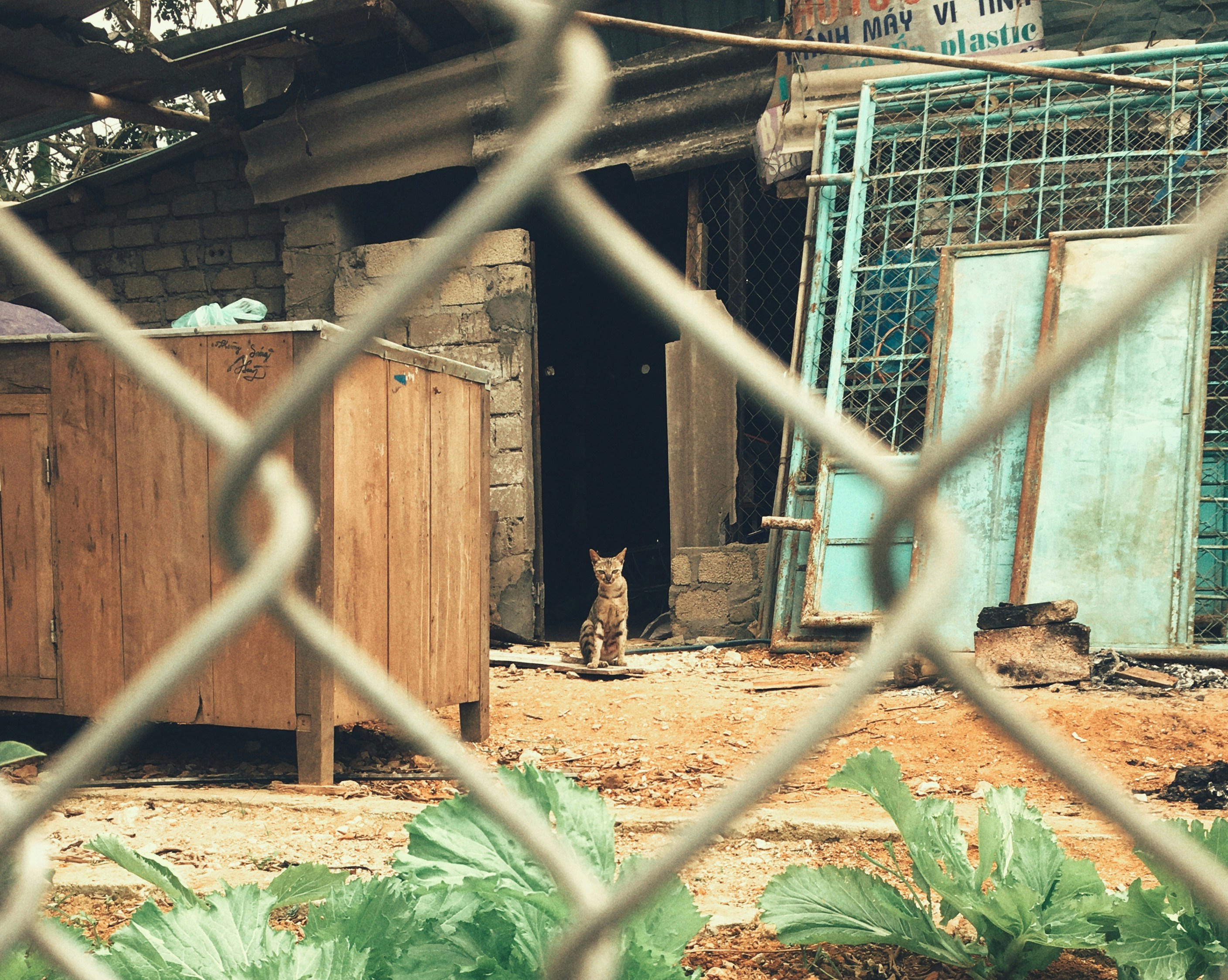 brown and black short coated dog on brown soil