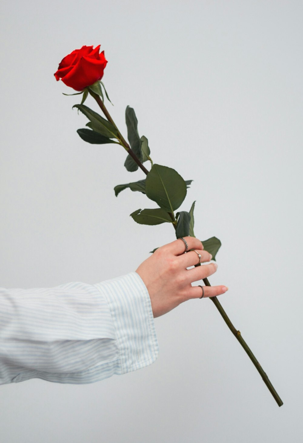 Person mit roter Rosenblüte