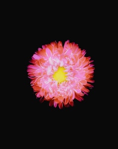 Blooming Flower