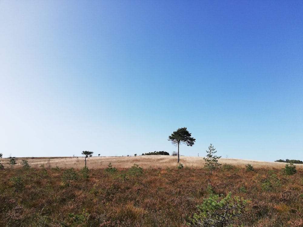 green tree on brown field under blue sky during daytime