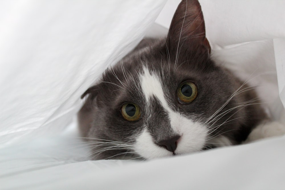 tuxedo cat lying on white textile