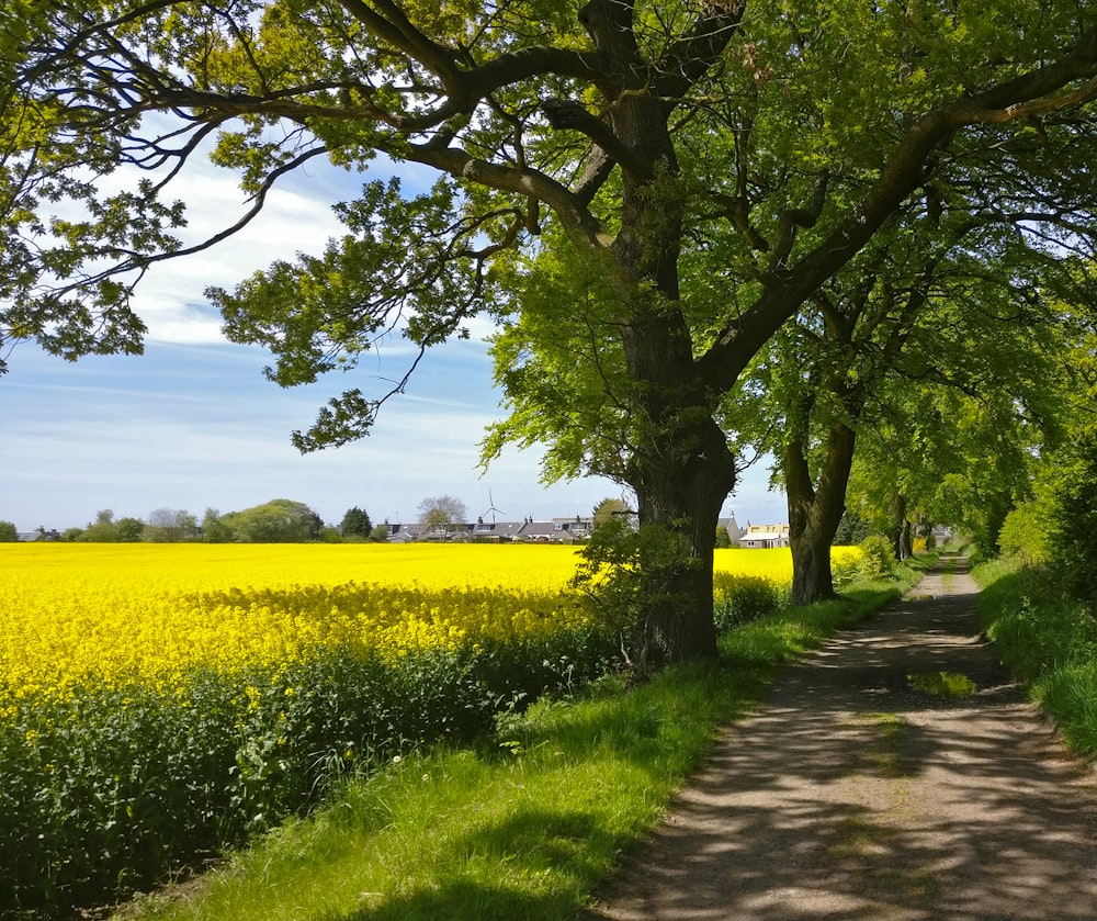 green tree on yellow flower field during daytime