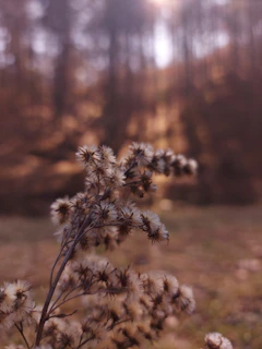 Close-up of vibrant forest flowers handcrafted into delicate wood art pieces.