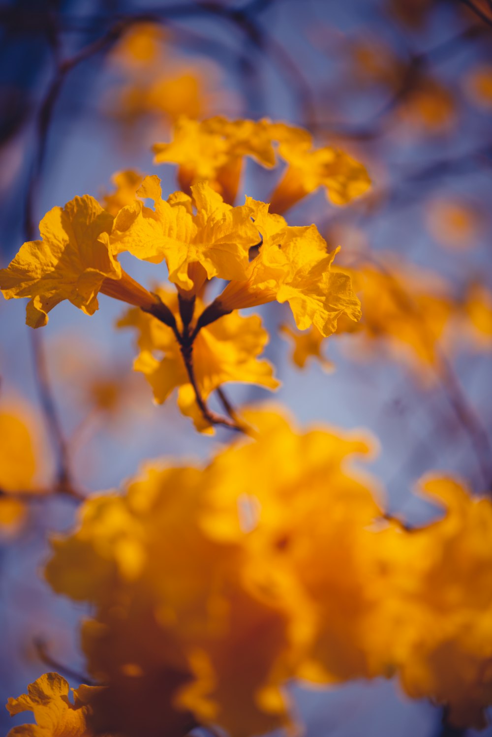 Gelbe Blumen in der Tilt-Shift-Linse
