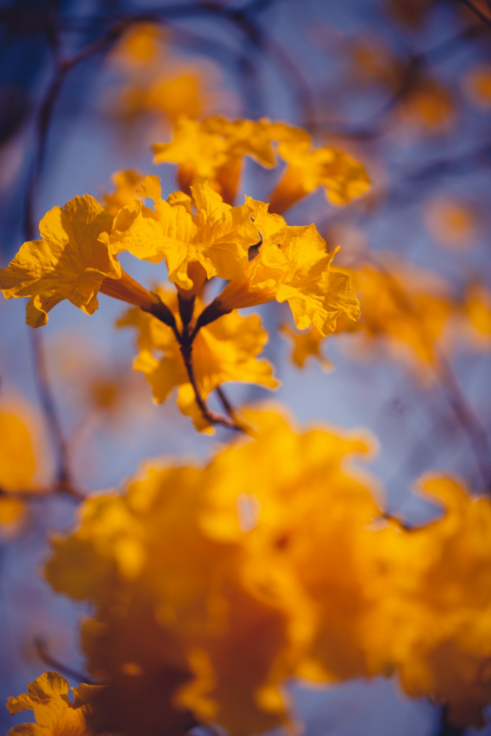 yellow flowers in tilt shift lens