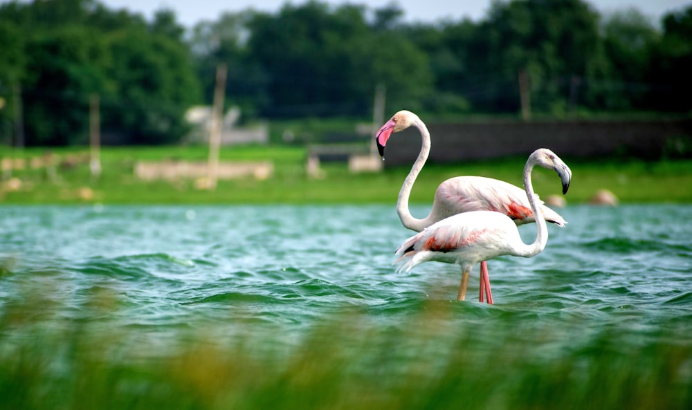 white flamingos on green water during daytime
