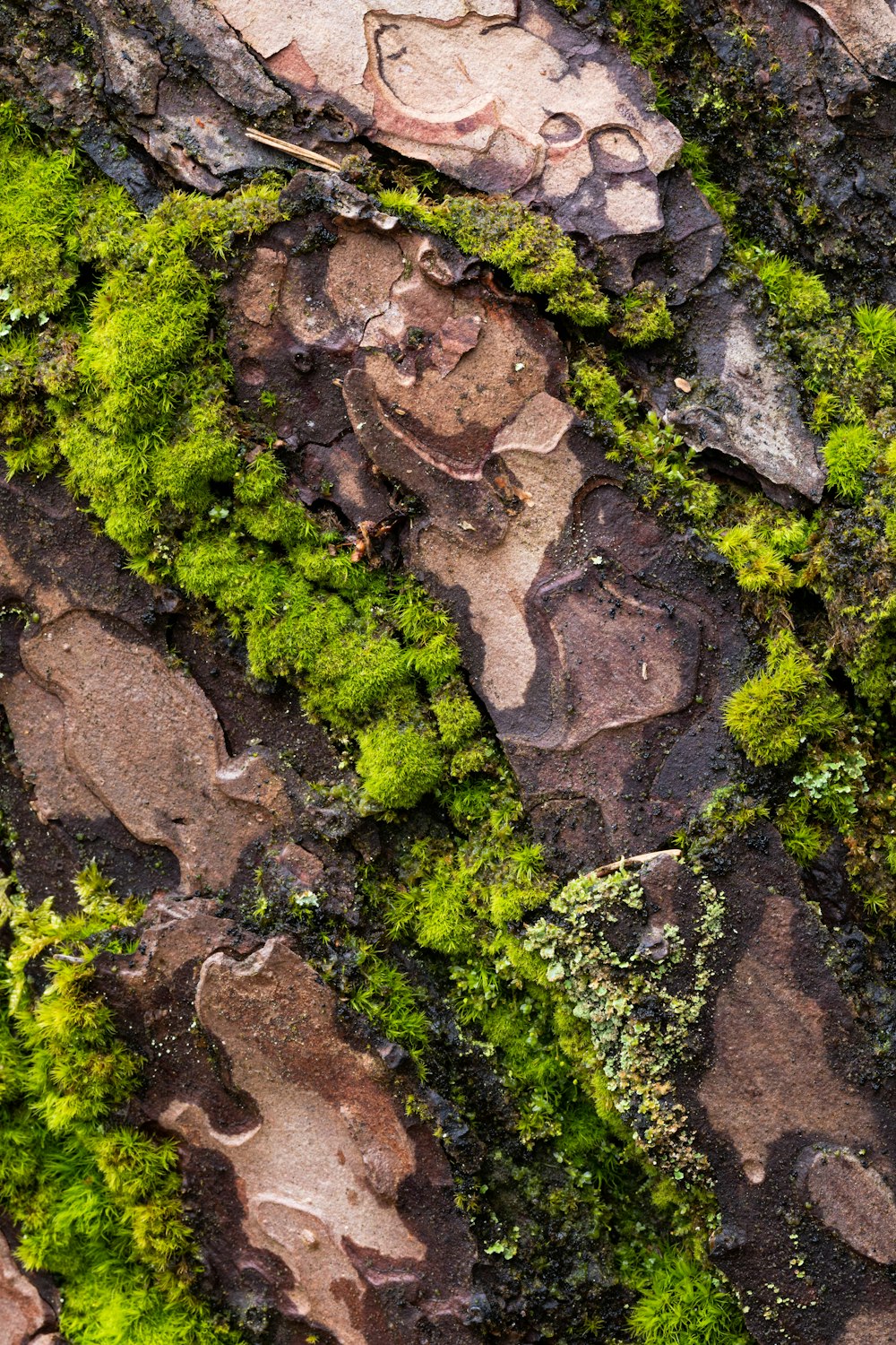 brown soil with green moss