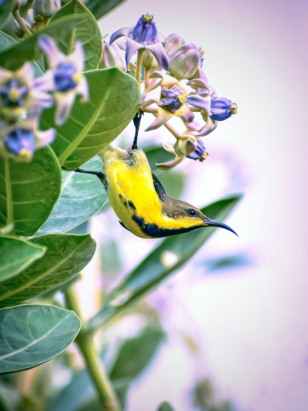 yellow and black bird on green plant