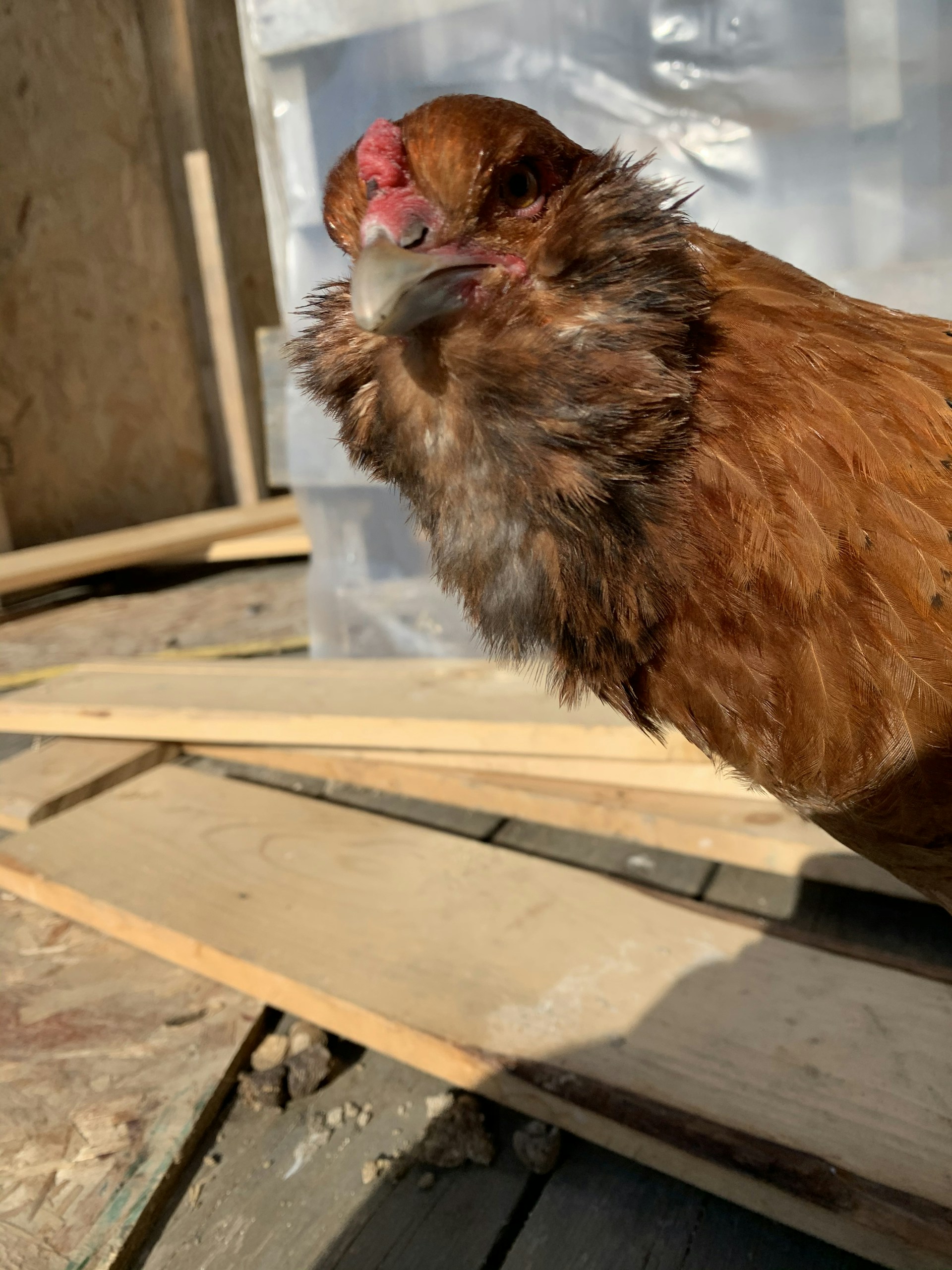 A close-up of a smart sensor device used in poultry farming, placed on a wooden surface.