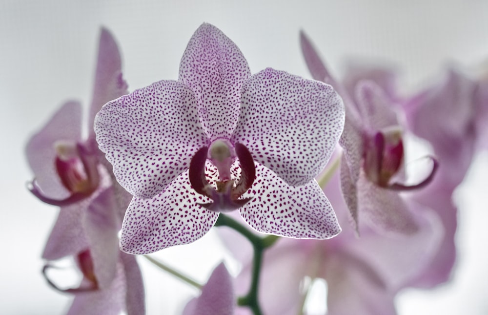 purple moth orchid in bloom in close up photography