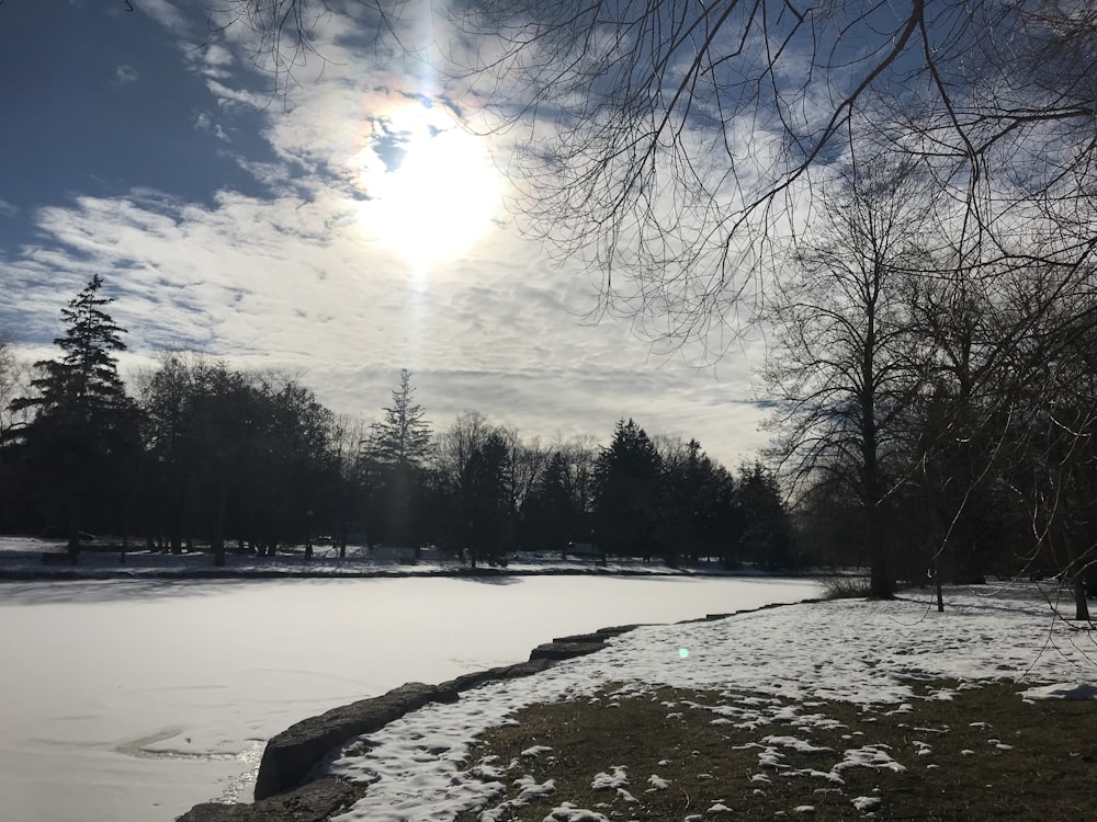 trees near body of water during daytime