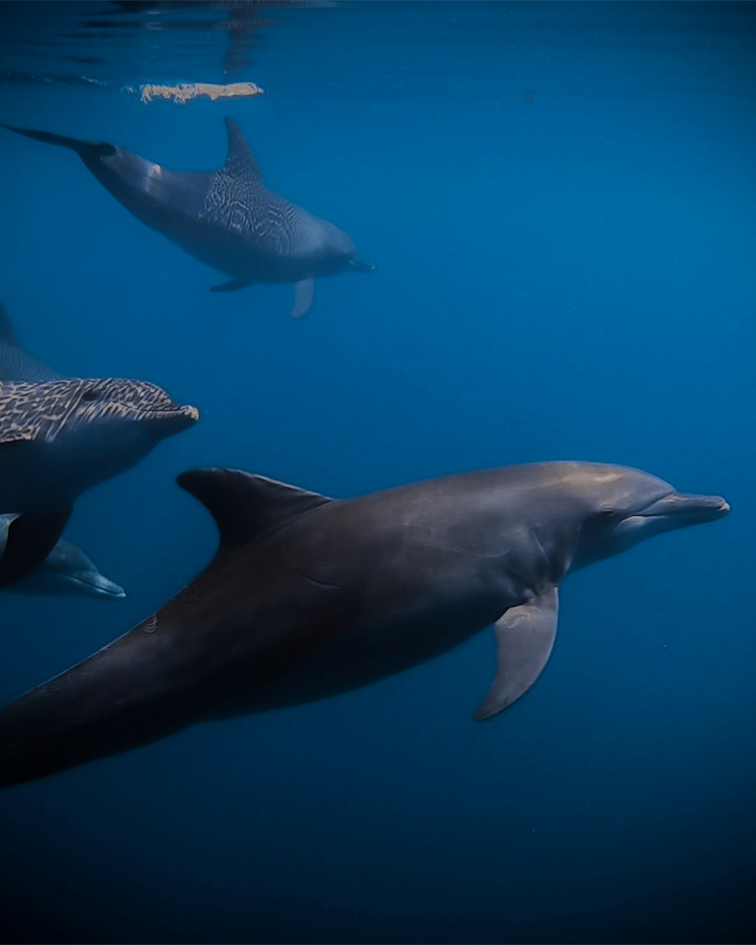 travelers stories about Underwater in Malé, Maldives