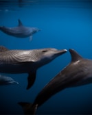 A pod of dolphins swimming gracefully in the ocean.