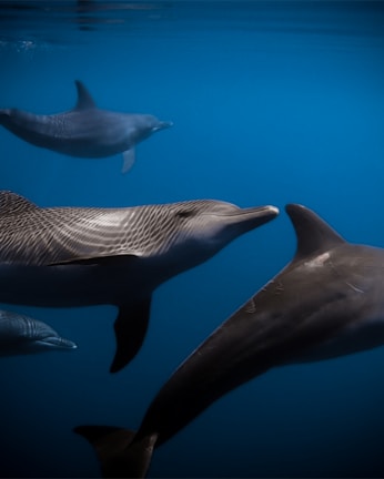 A pod of dolphins swimming gracefully in the ocean.