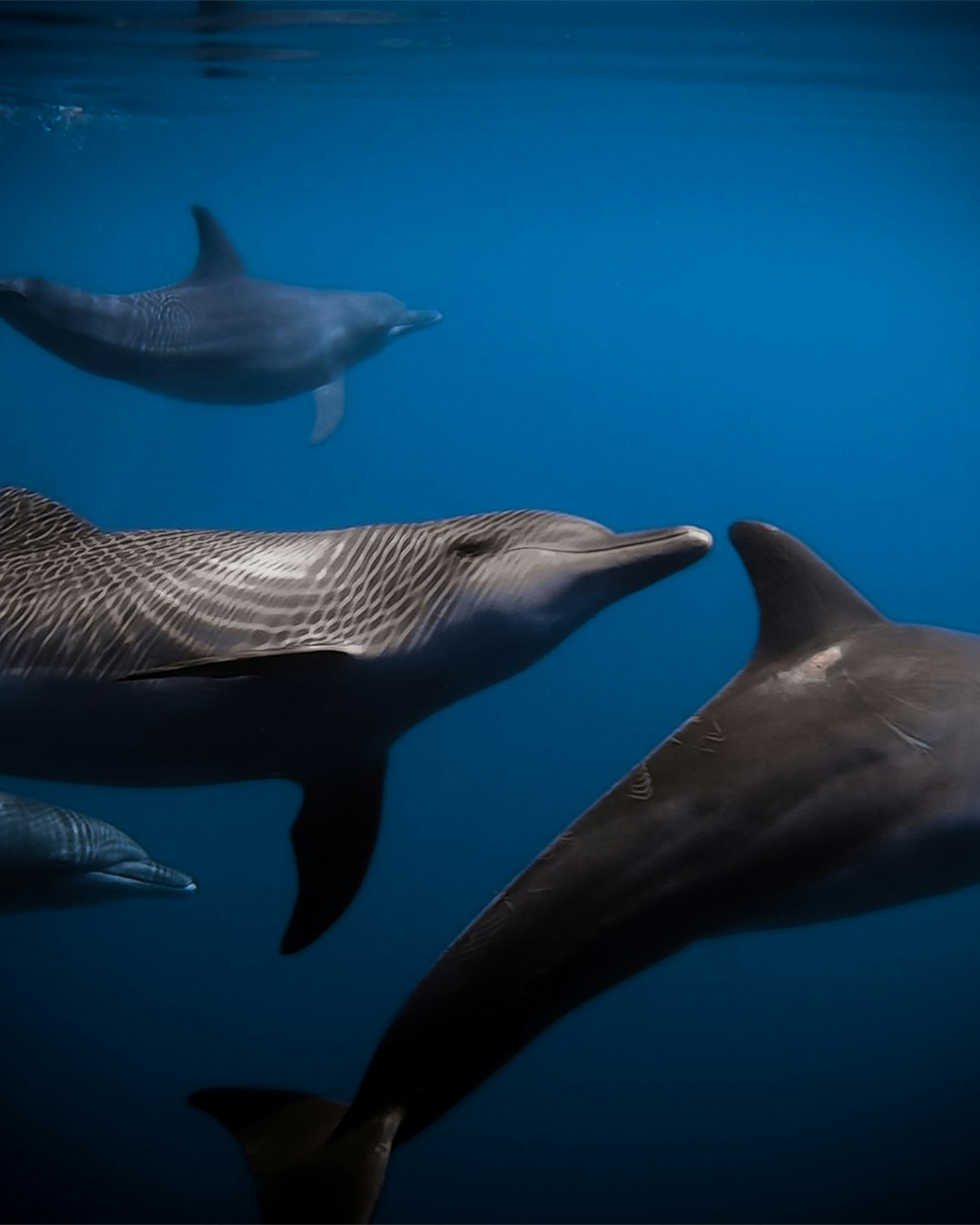 black and white dolphin in water