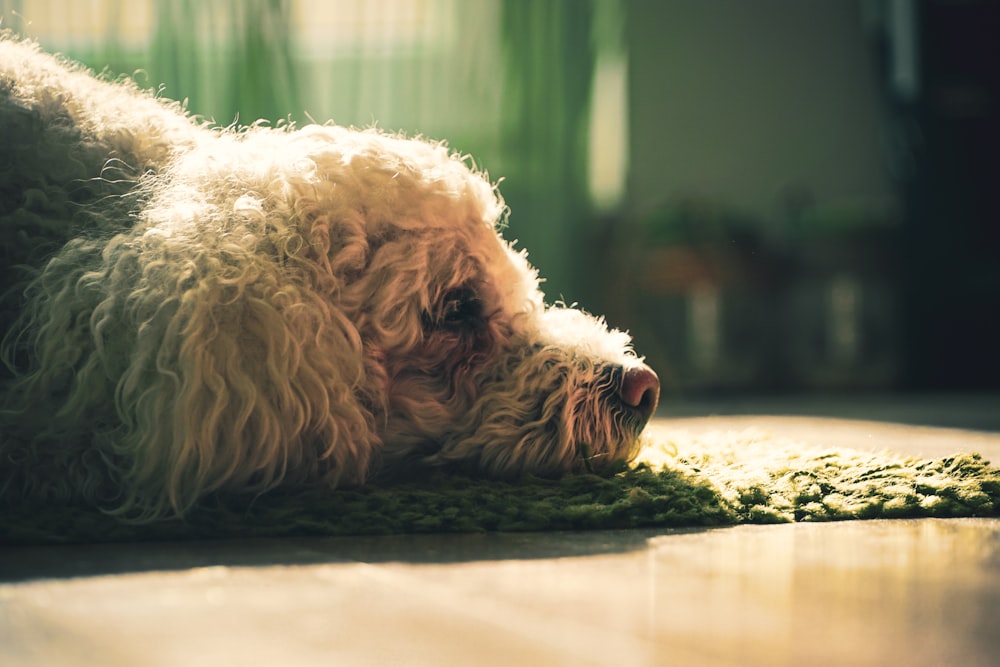 cão pequeno branco de pelagem longa