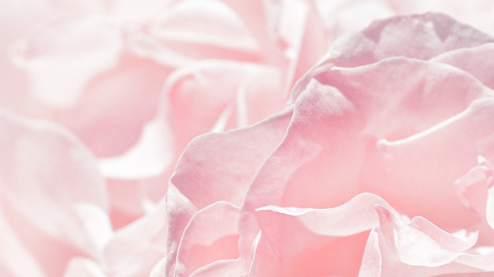 Rose Petals Pictures [HQ]  Download Free Images on Unsplash