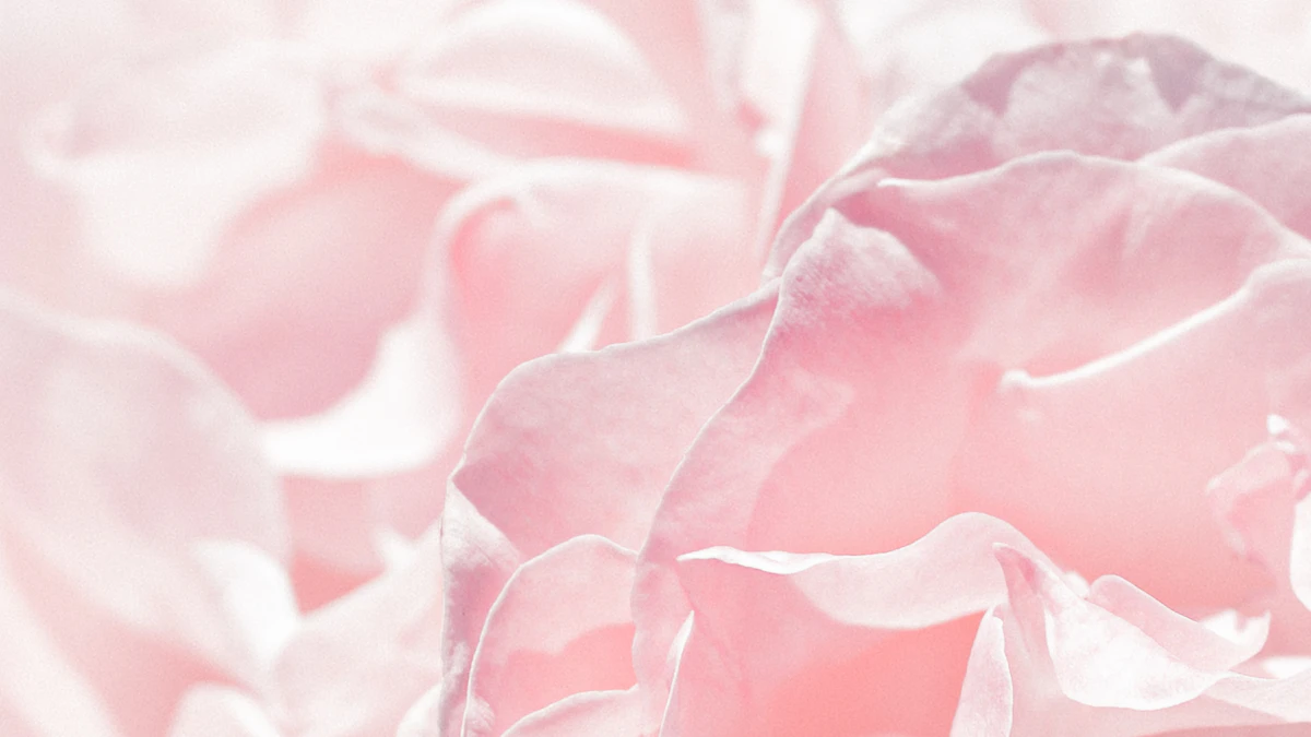Pink petals warm light