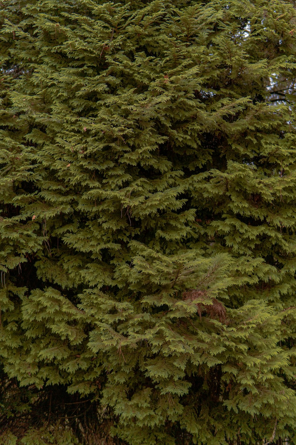 alberi verdi e marroni durante il giorno