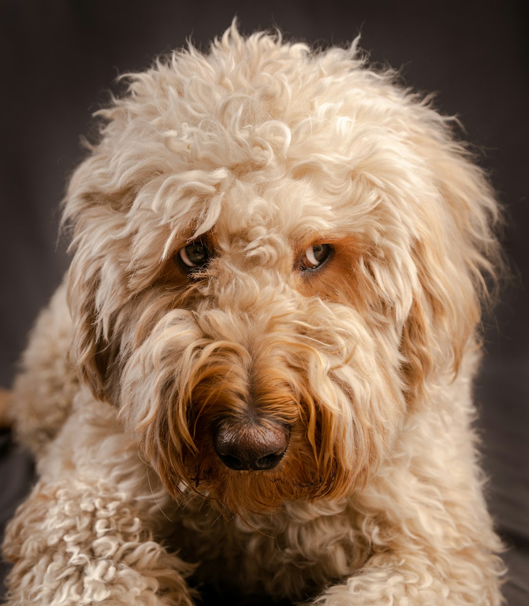 white curly coated small dog