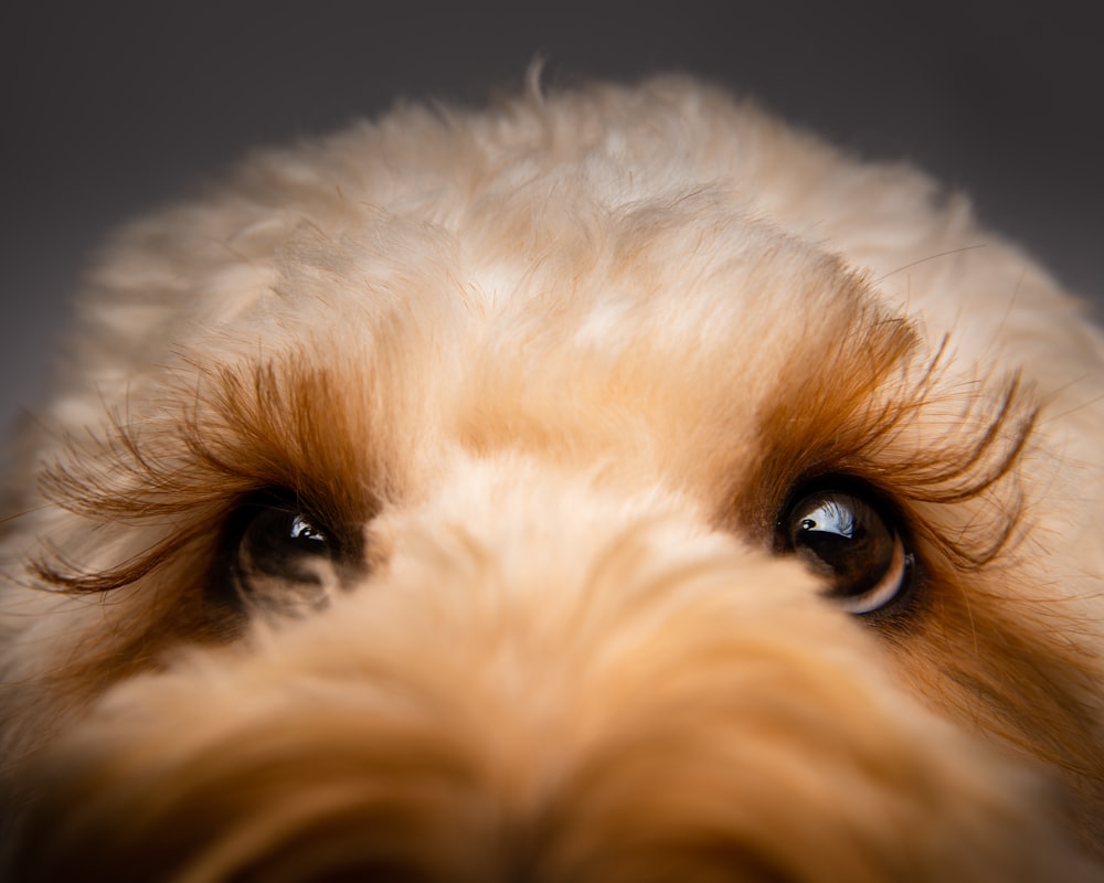 white long coated small dog