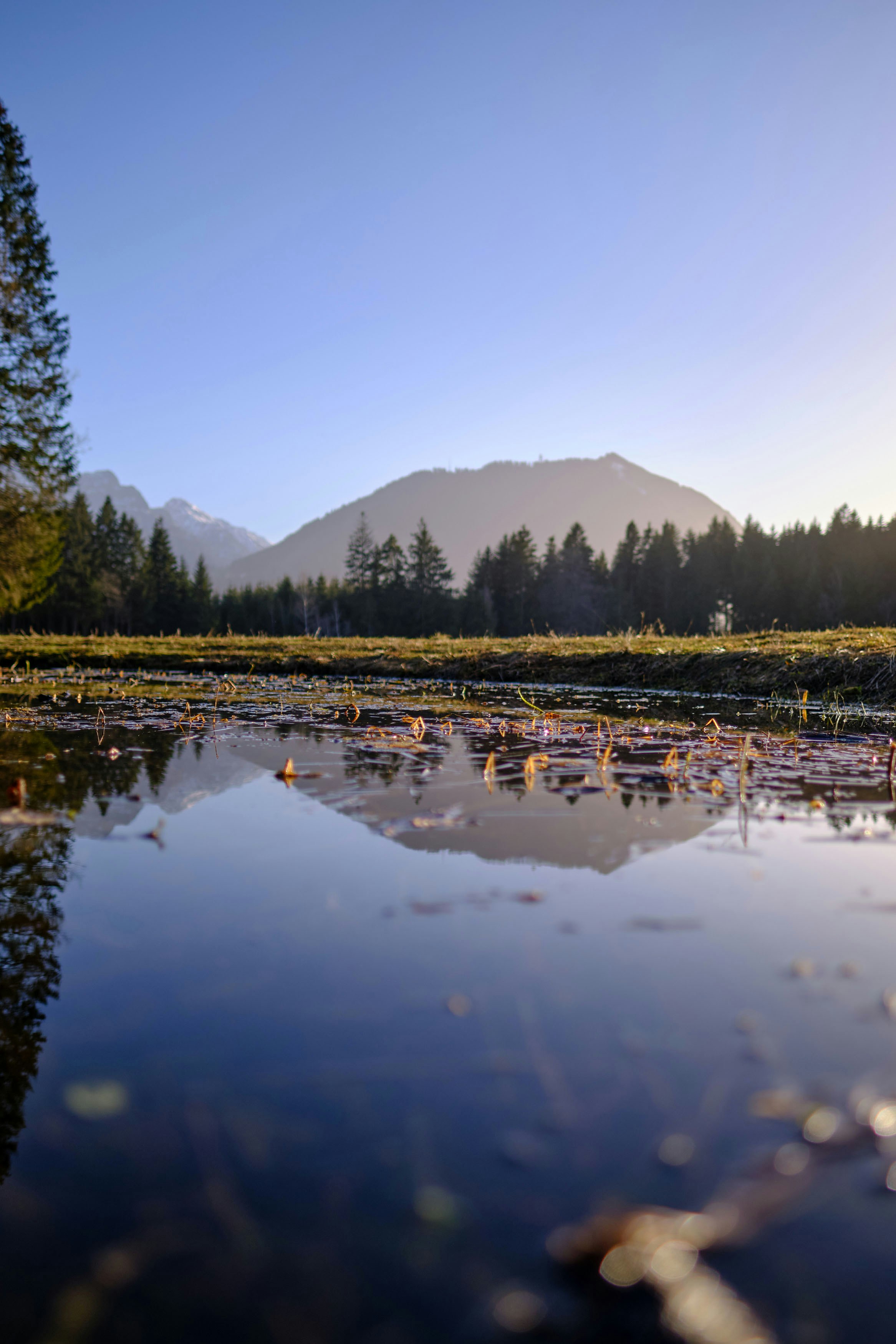 alberi verdi vicino al lago durante il giorno