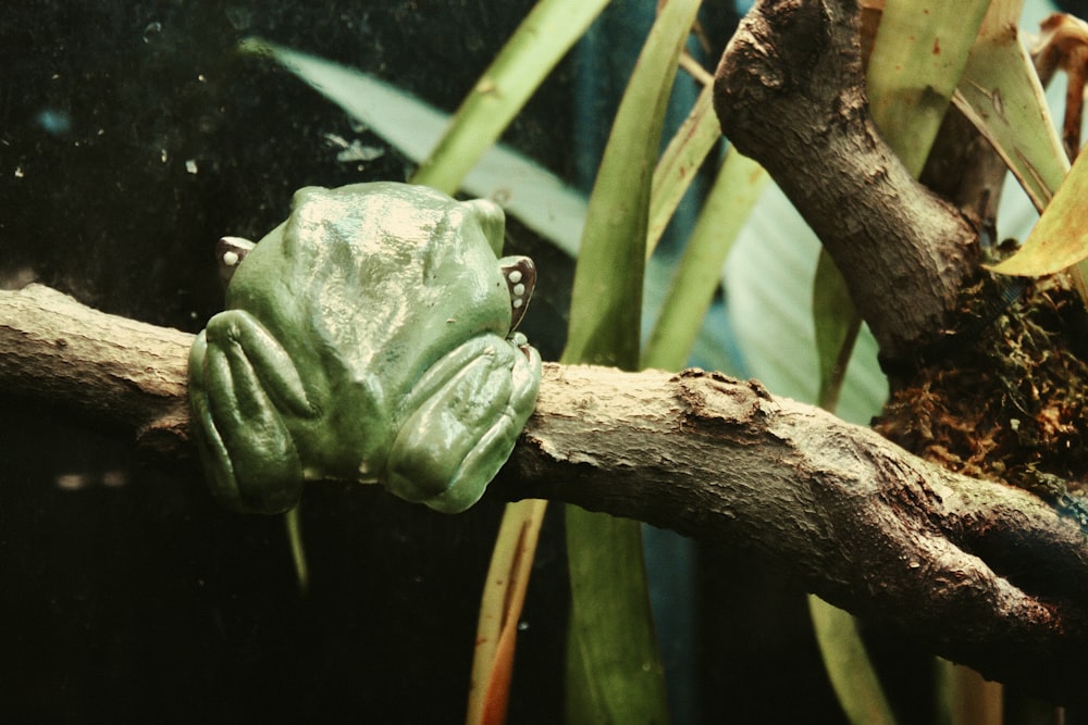 green frog on brown tree branch