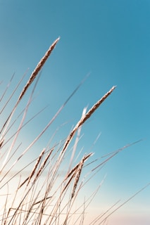 brown wheat under blue sky during daytime