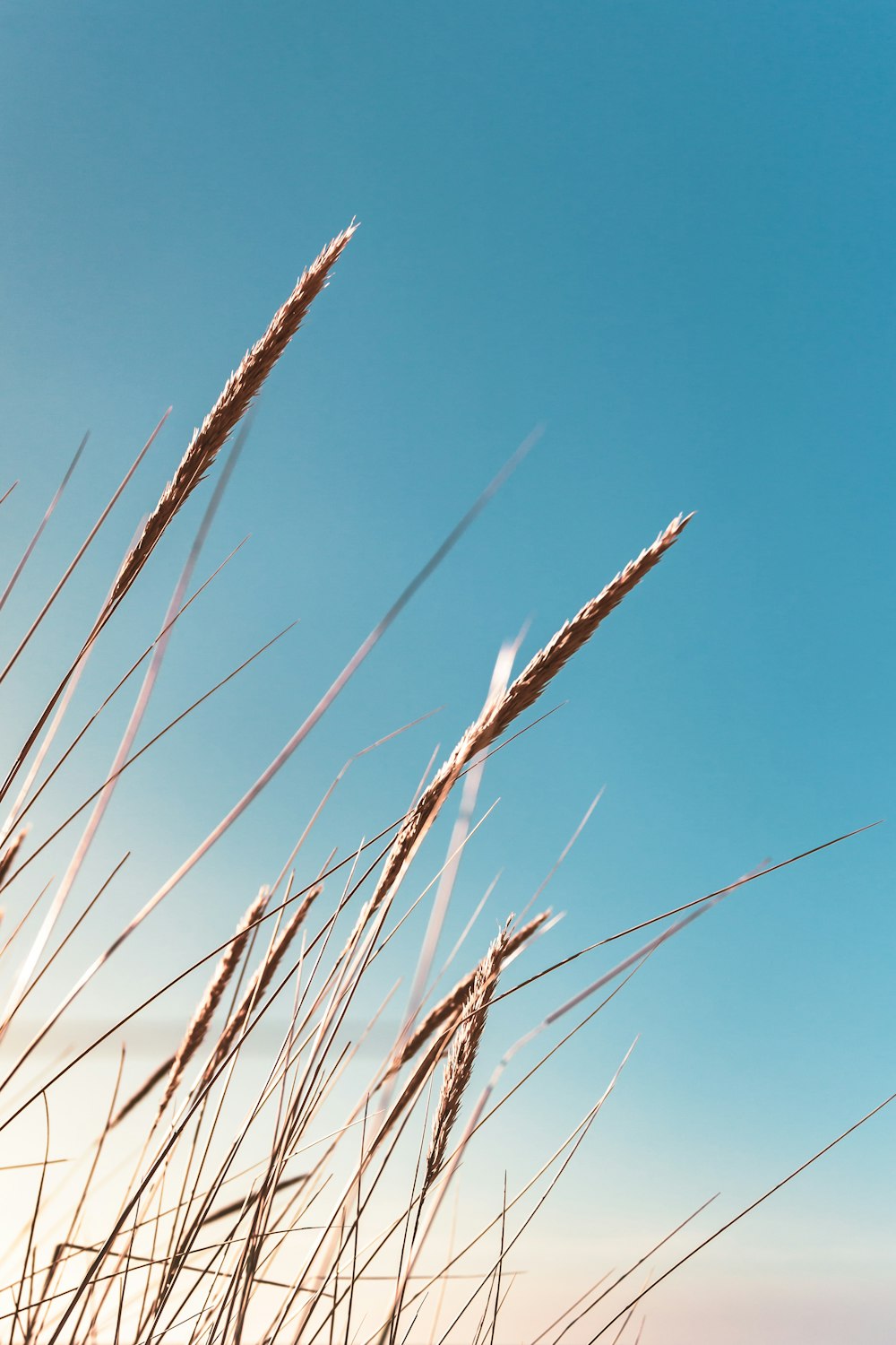 brown wheat under blue sky during daytime