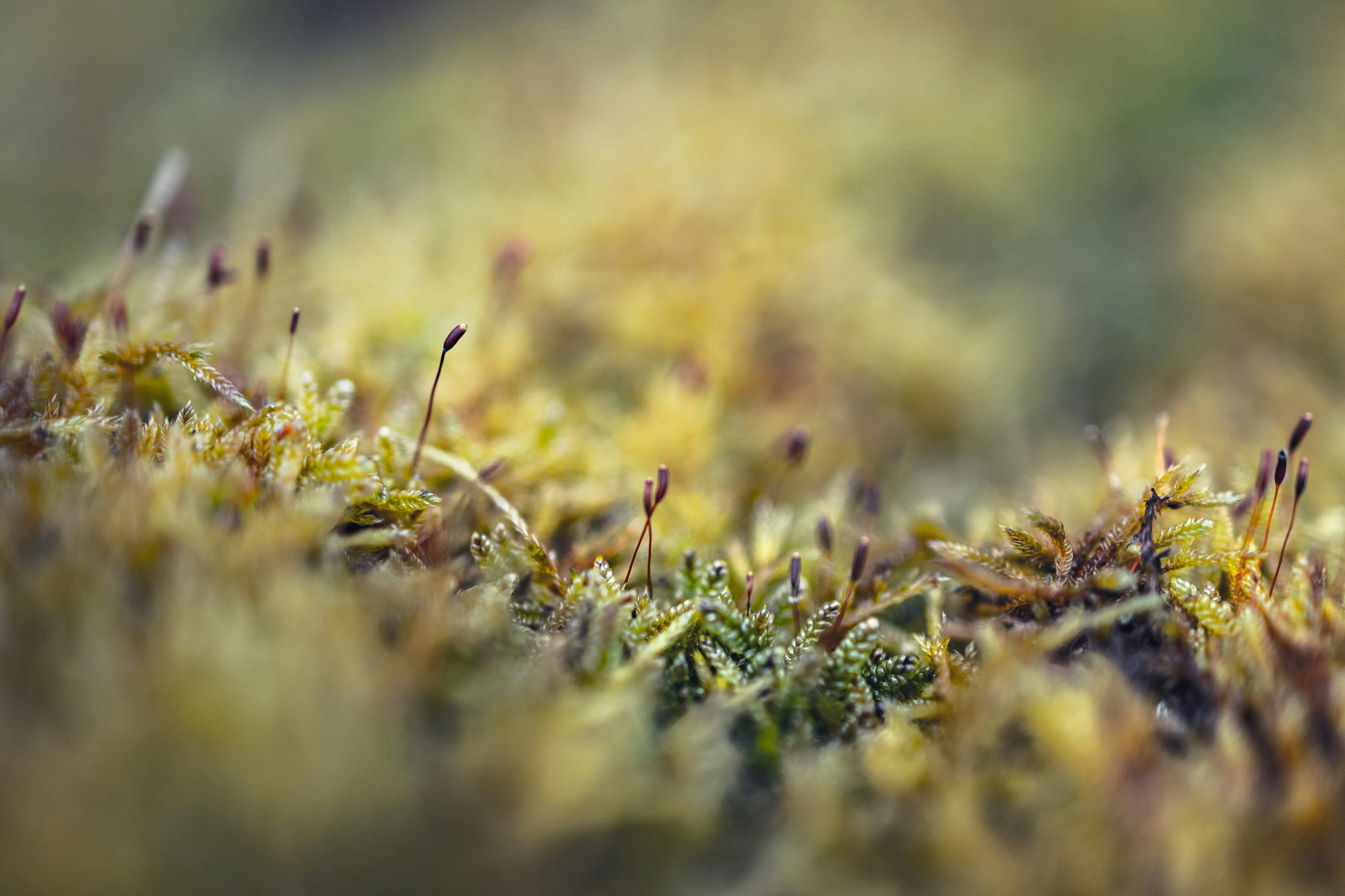 Photo by marekpiwnicki