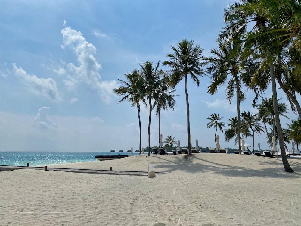 palm trees on beach shore during daytime