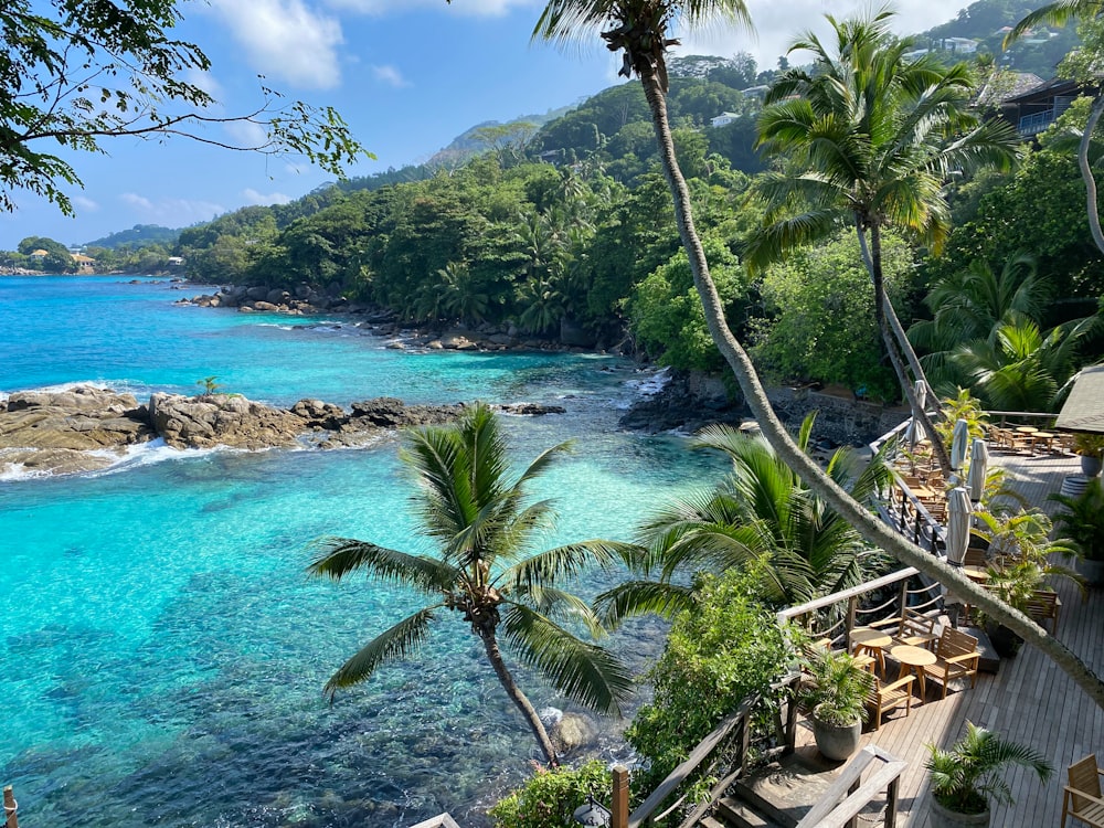 green palm tree near body of water during daytime