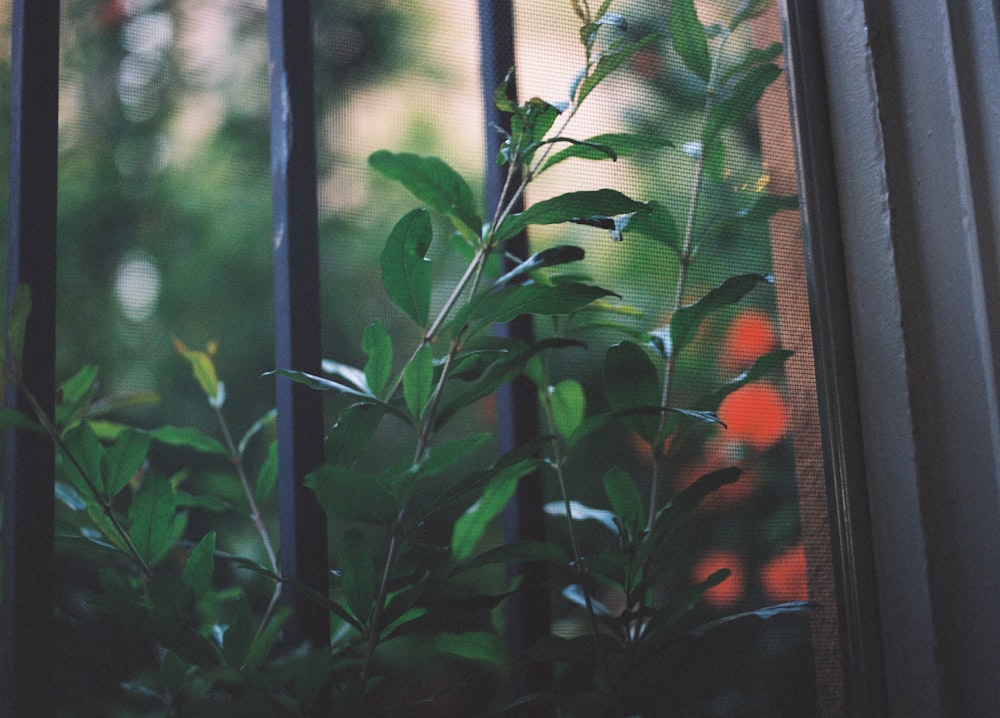 green plant near brown wooden window
