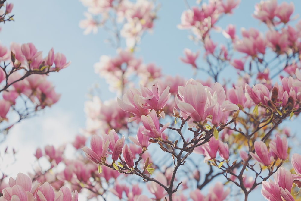 pink cherry blossom under blue sky during daytime