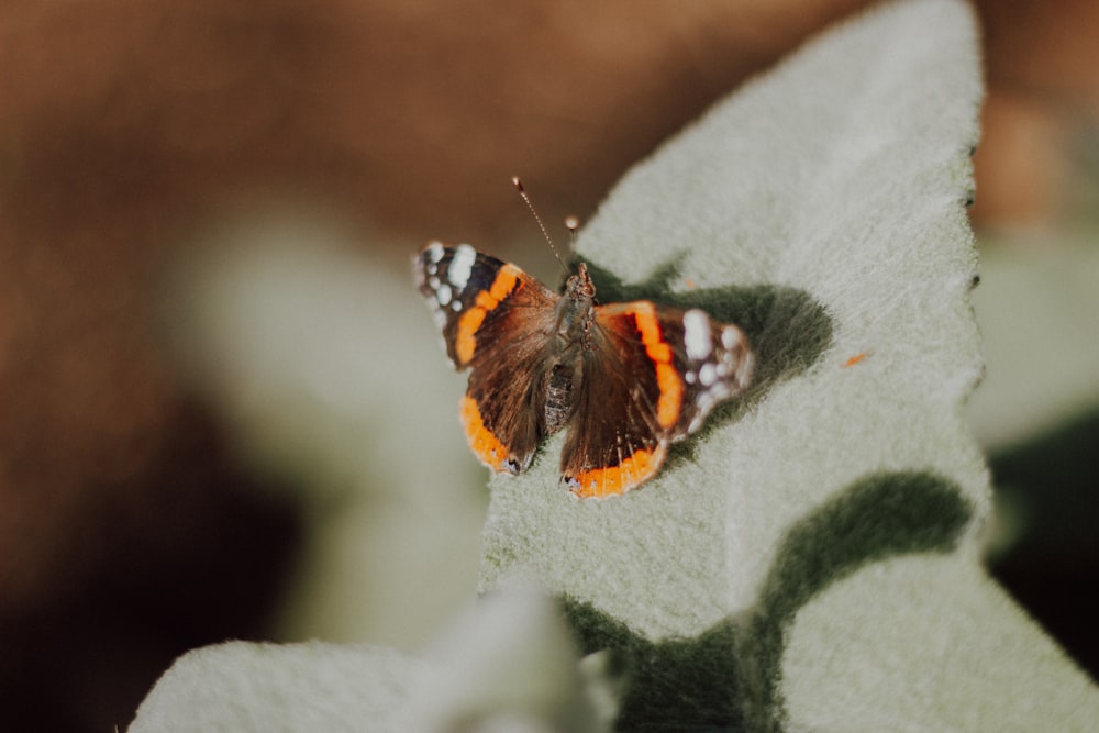 brown black and white butterfly on white textile